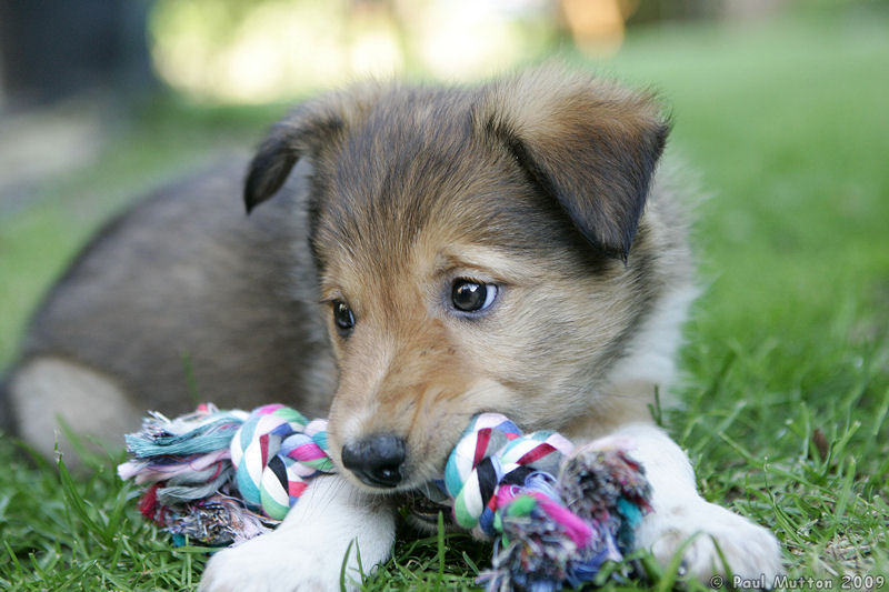 A8V6348 Archie puppy chewing toy in garden